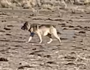 Problem Solvers: Oregon family farm seeks changes to federal protections after lone wolf kills several calves